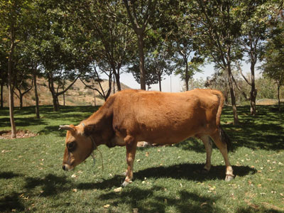 گاو در تبریز 